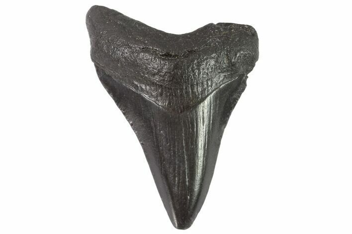 Juvenile Megalodon Tooth - Georgia #90818